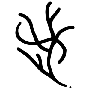 Kvothe Felurian